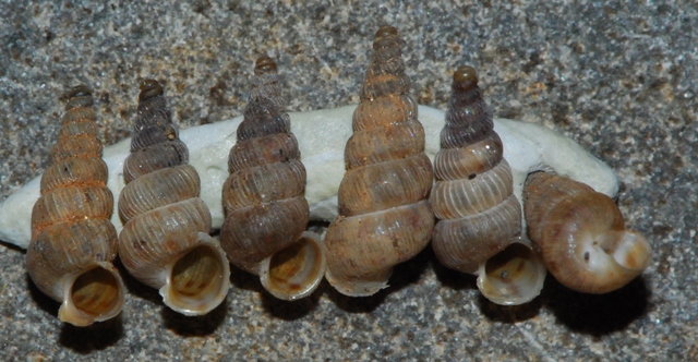 Cochlostoma cf tergestinum - Brioni Maggiore, Croazia